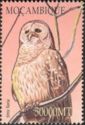 Barred Owl (Strix varia)